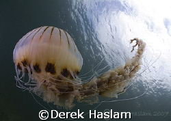 Compass jelly fish. Connemara. D200, 10.5mm. by Derek Haslam 
